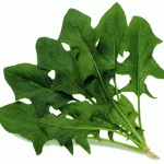 spinach4e.gif