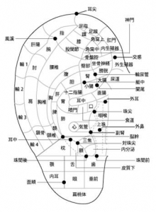 耳つぼ 図解 研究会レポート Denap 一般社団法人国際天然物機能開発研究会