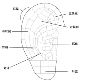 耳つぼ 図解 研究会レポート Denap 一般社団法人国際天然物機能開発研究会